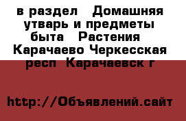  в раздел : Домашняя утварь и предметы быта » Растения . Карачаево-Черкесская респ.,Карачаевск г.